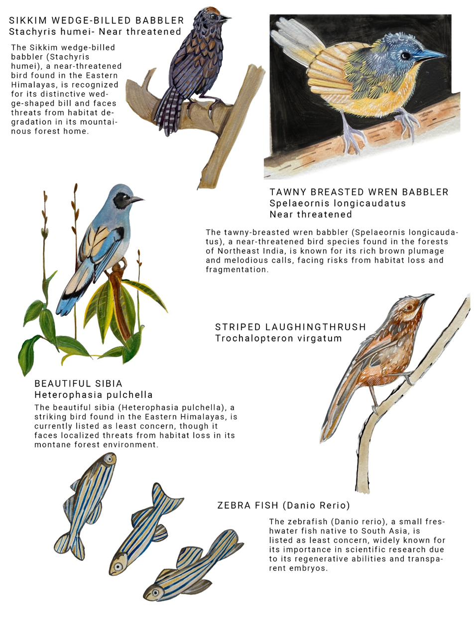 Species sheet — Sikkim Wedge-billed Babbler, Tawny-breasted Wren Babbler, Striped Laughingthrush, Beautiful Sibia