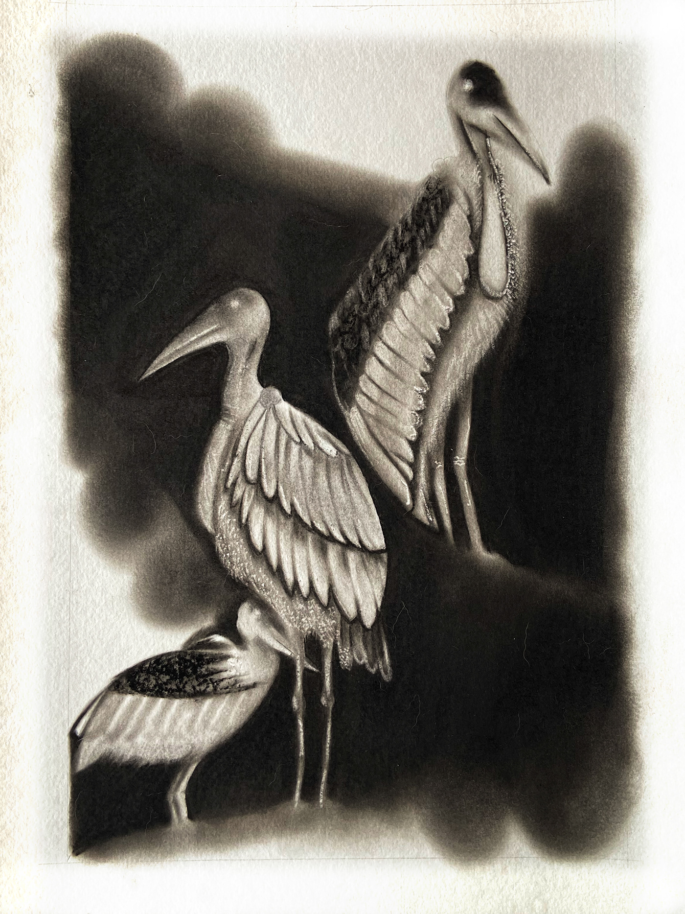 Greater Adjutant — Leptoptilos dubius (charcoal)