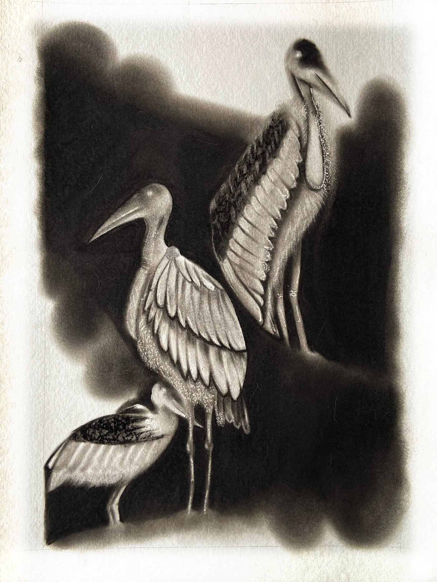 Greater Adjutant — Leptoptilos dubius (charcoal)