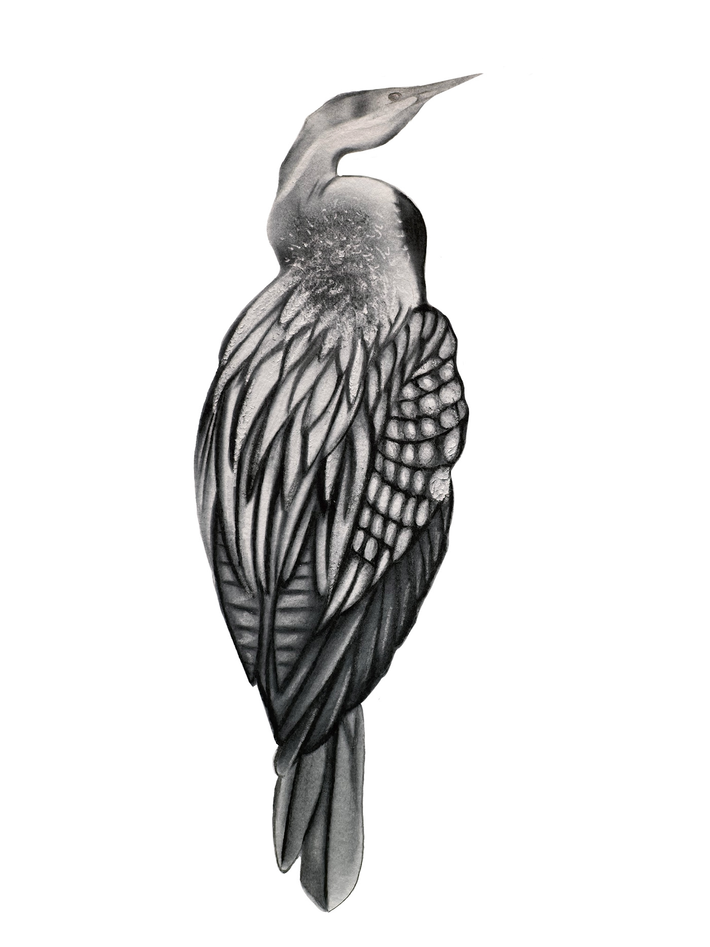 Oriental Darter — Anhinga melanogaster (charcoal)