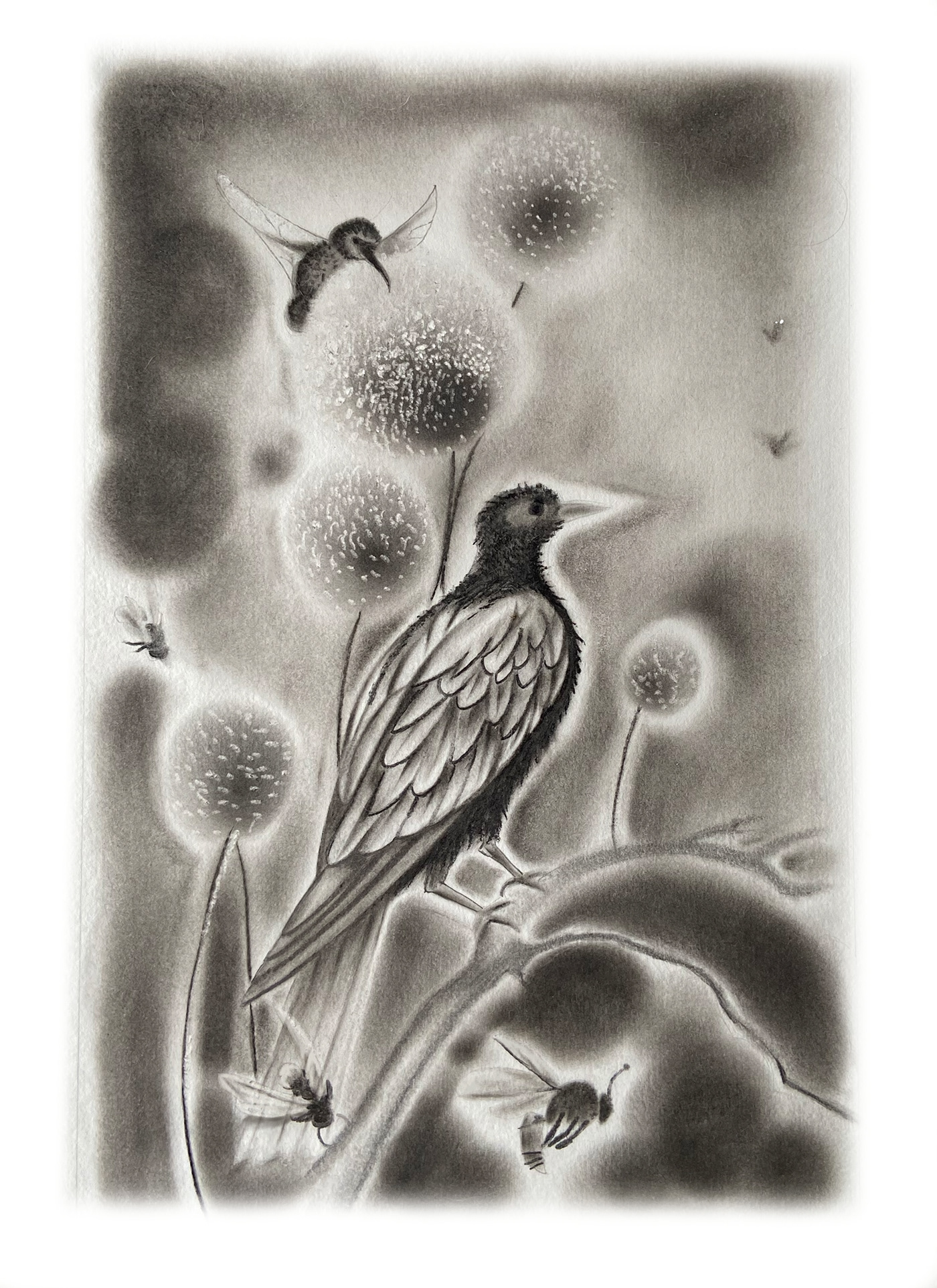 Crimson Sunbird with bees and dandelion — Aethopyga siparaja (charcoal)