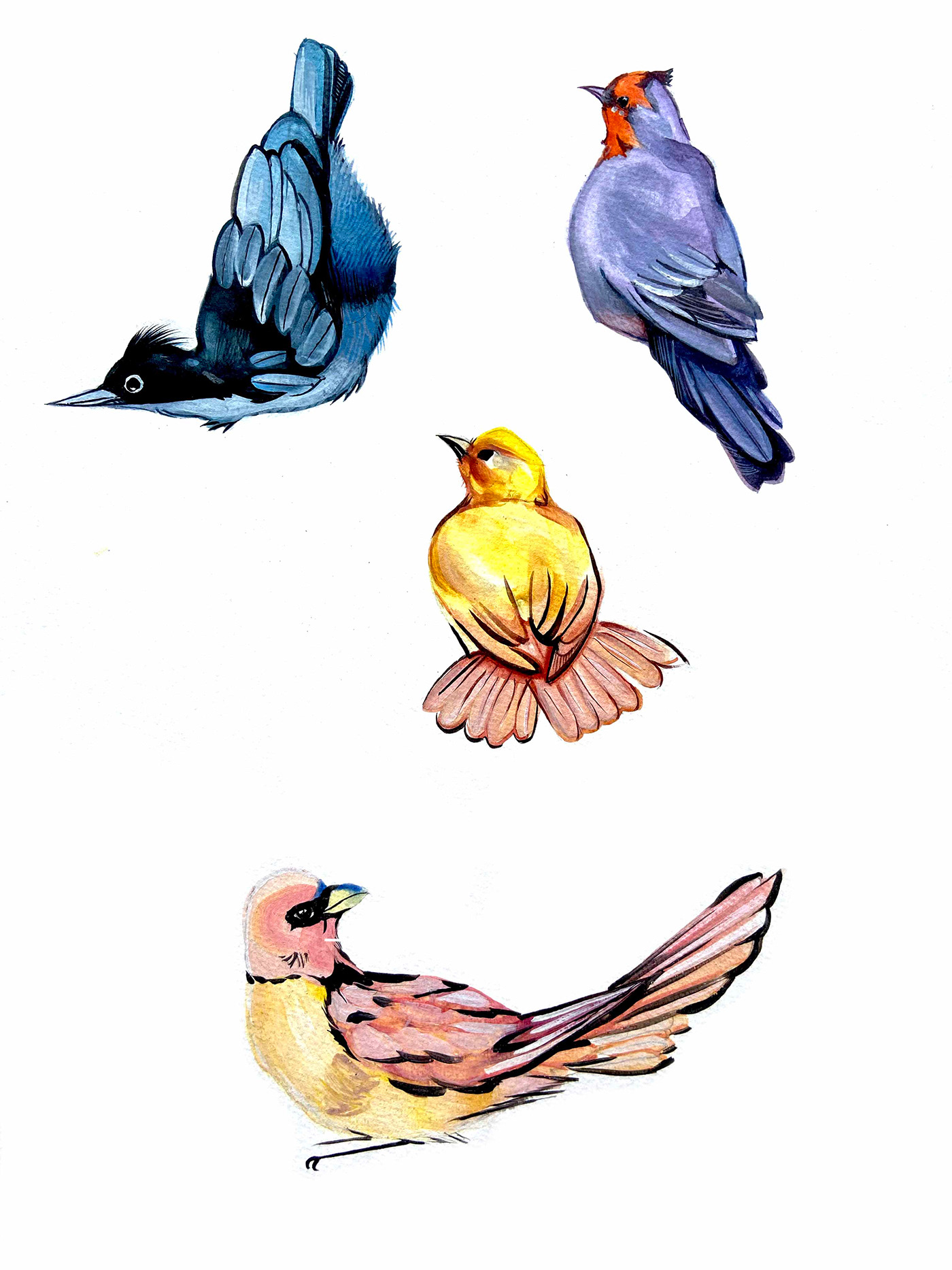 Flock studies — Beautiful Sibia, Crimson Sunbird, Yellow Weaver, Dove (watercolour)