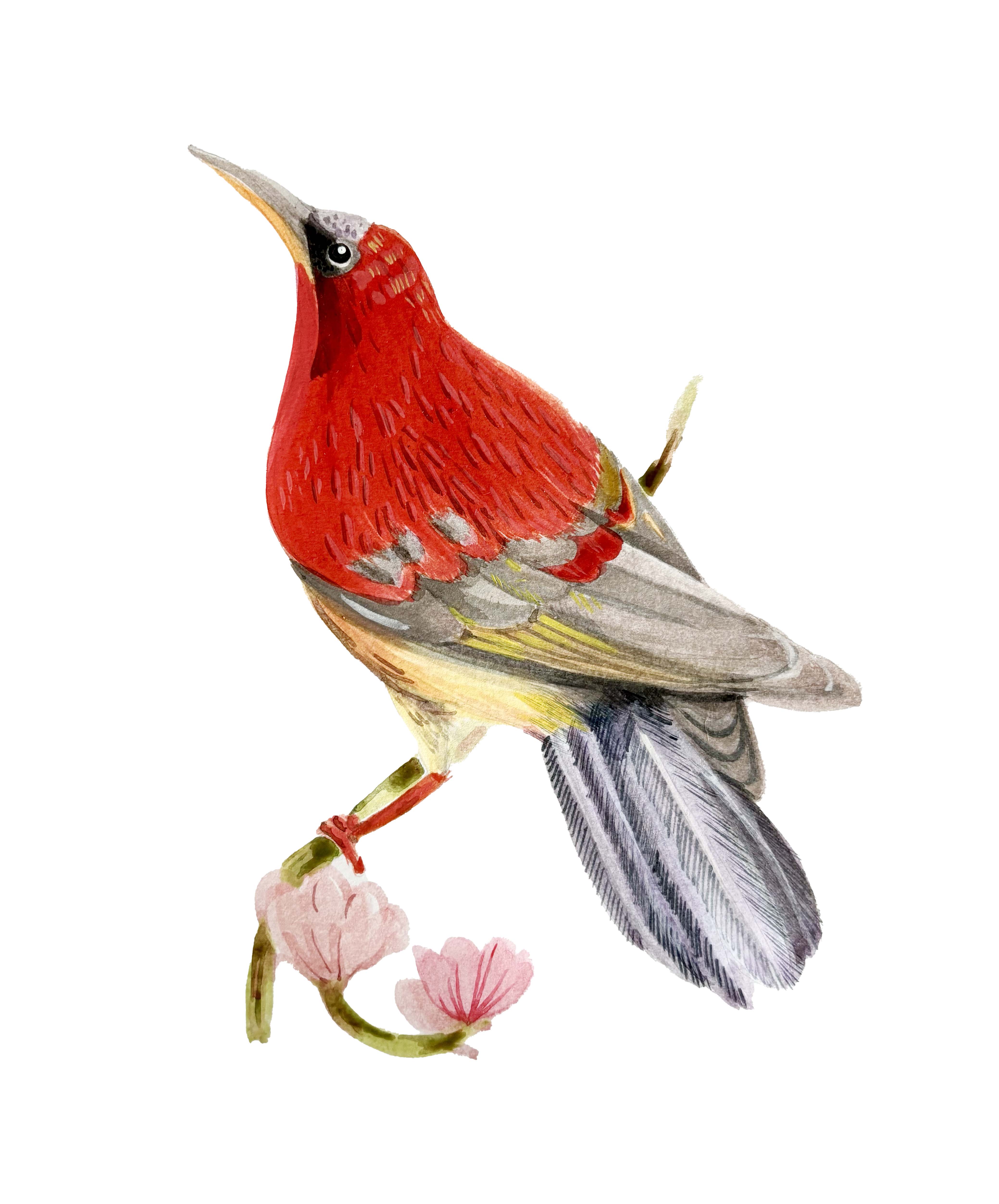 Crimson Sunbird watercolour painting by Namrata Goswami