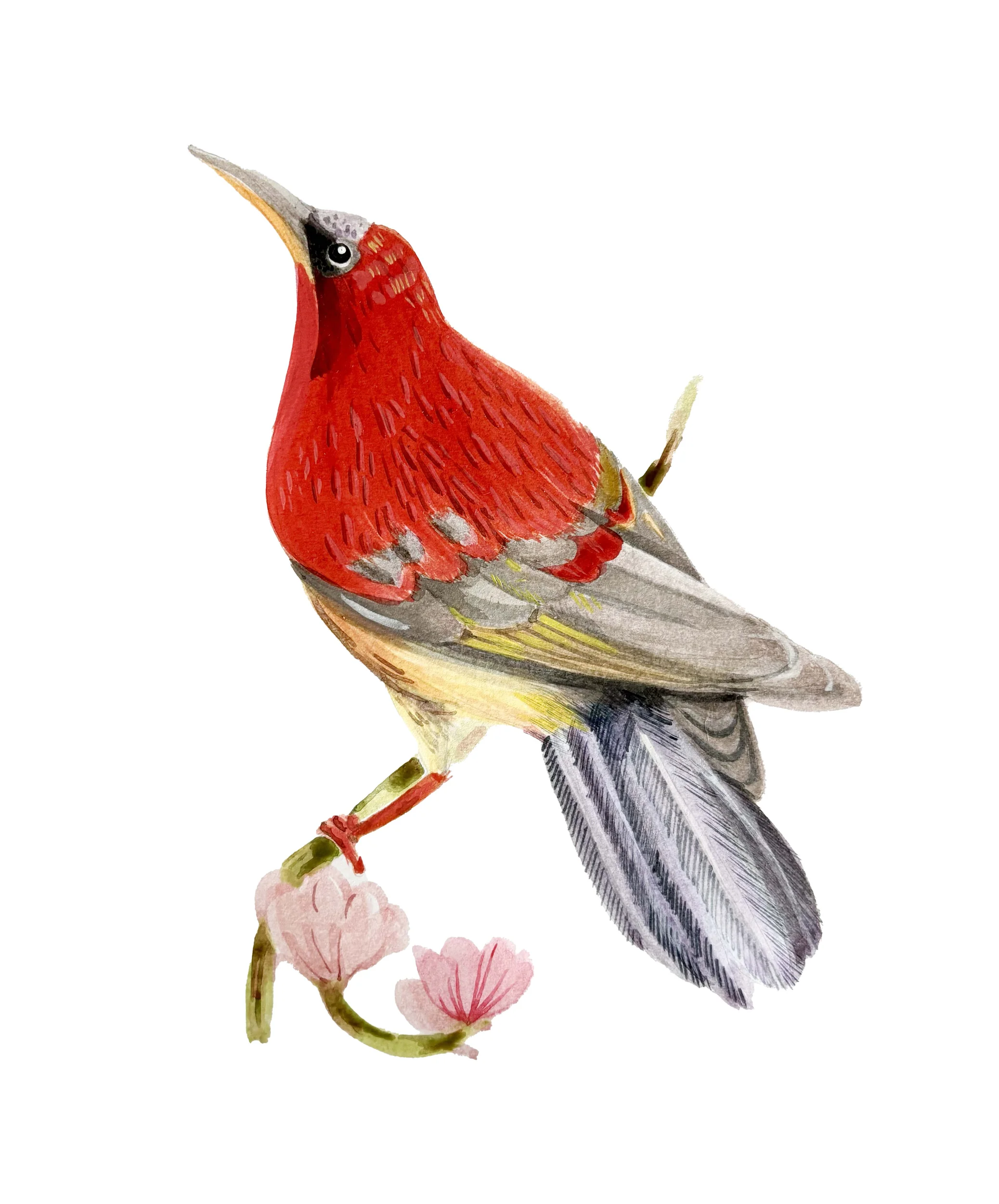 Crimson Sunbird — Aethopyga siparaja (watercolour)