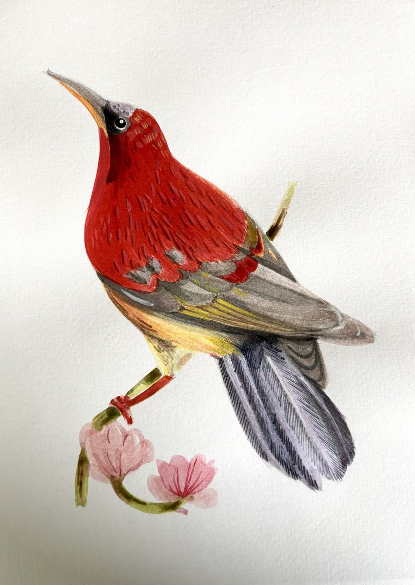 Crimson Sunbird — Aethopyga siparaja (watercolour)