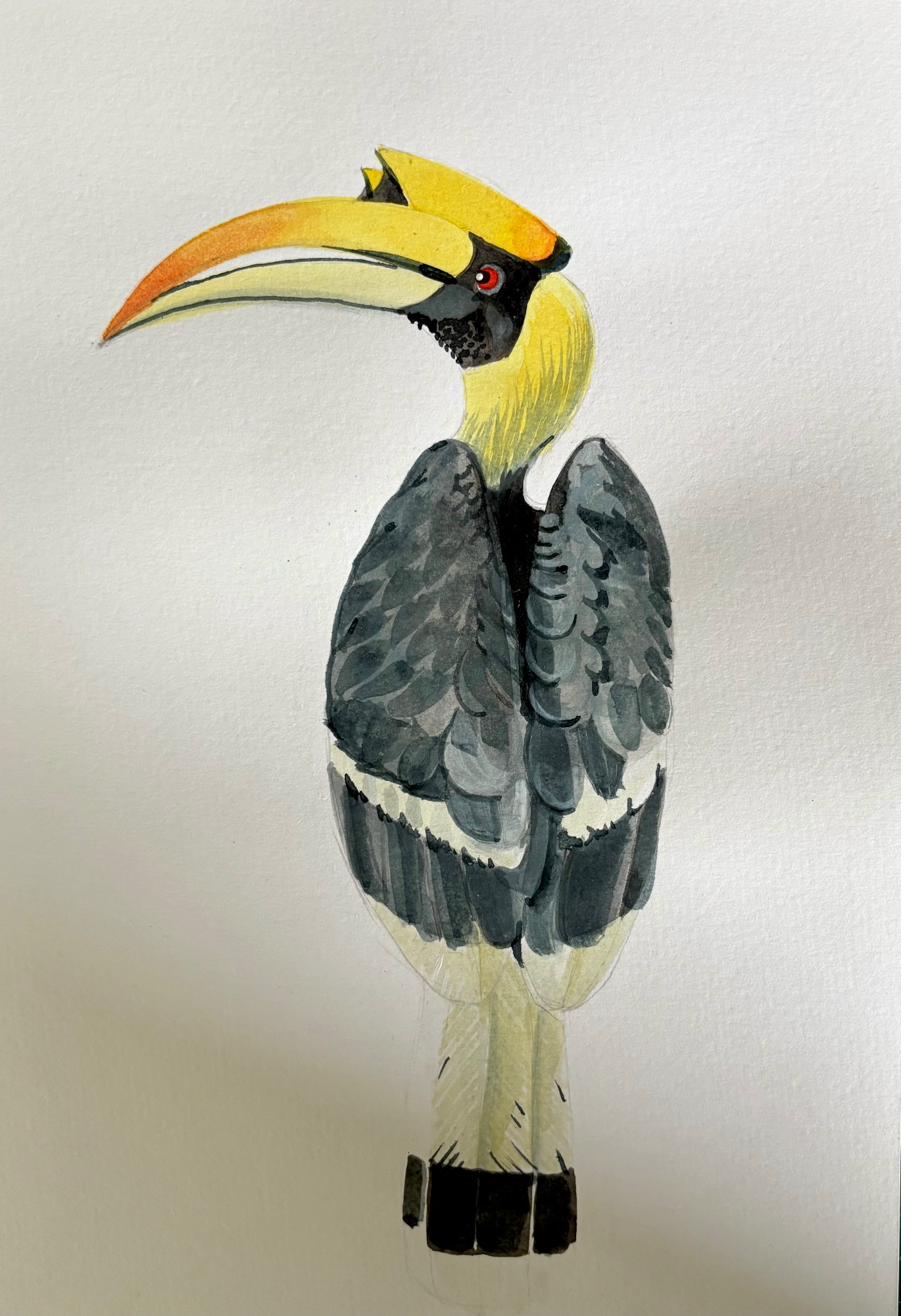 Great Hornbill — Buceros bicornis (watercolour)